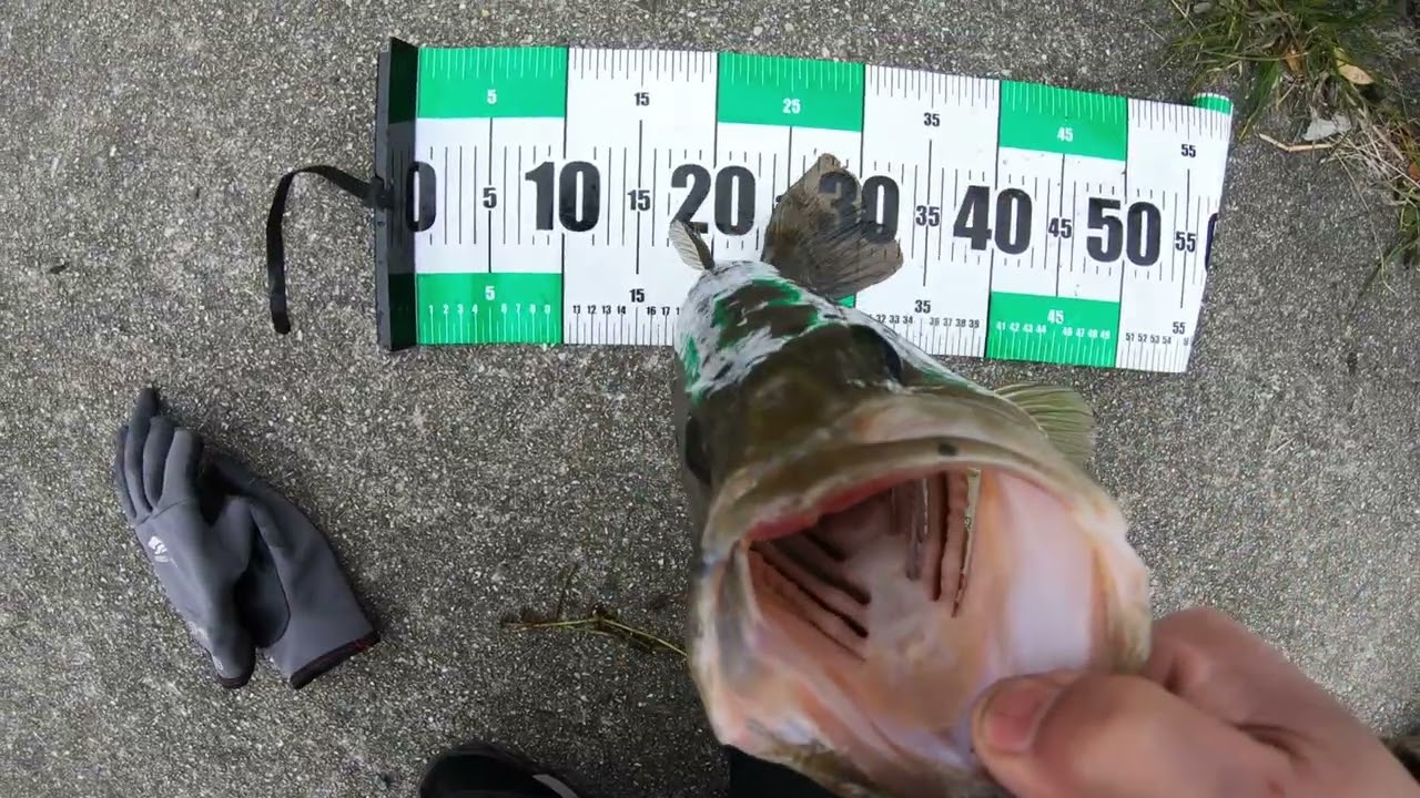 2026初バスGET！！＃冬のバス釣り＃レベルバイブブースト