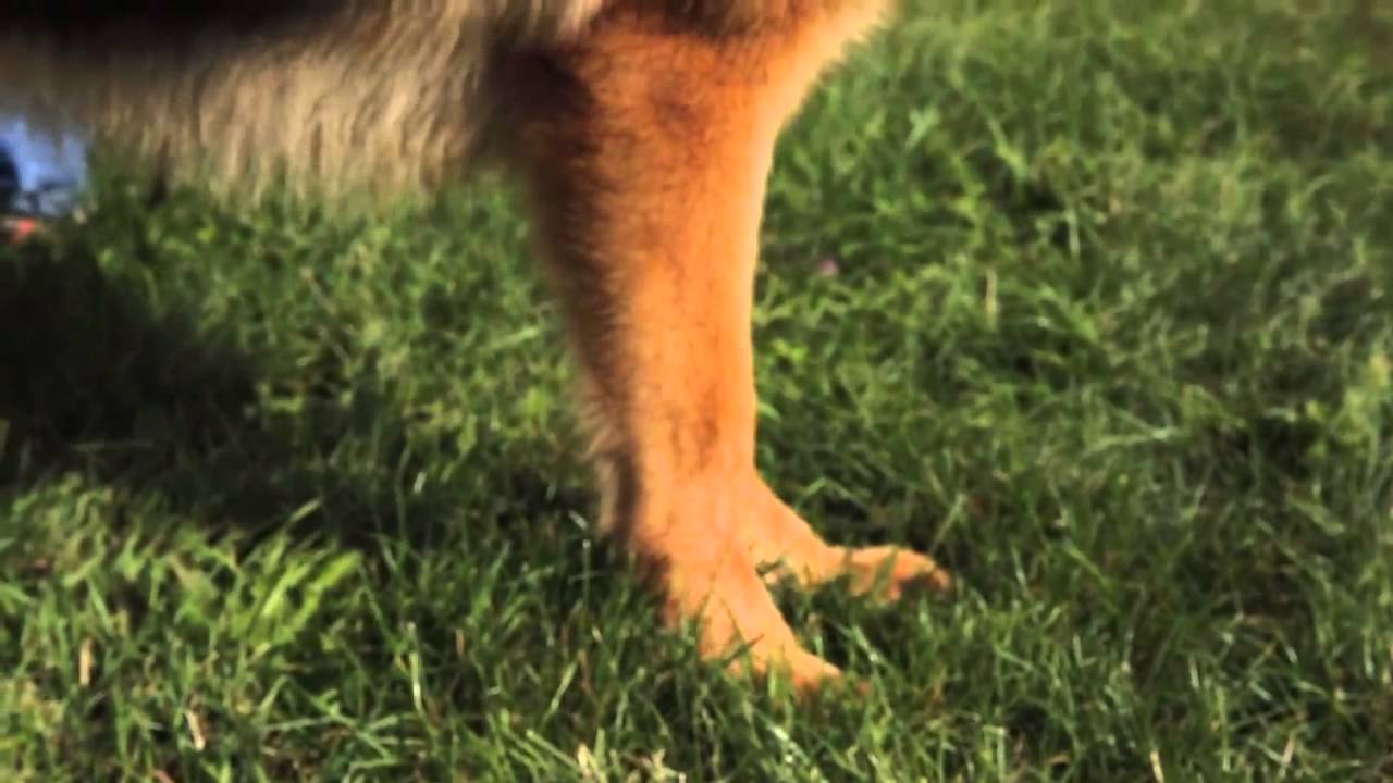 Top rated show dog in America