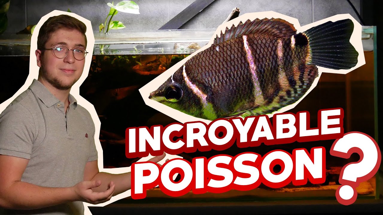 LE GOURAMI CHOCOLAT ET BIOTOPE BORNÉO (je kiff ce poisson)