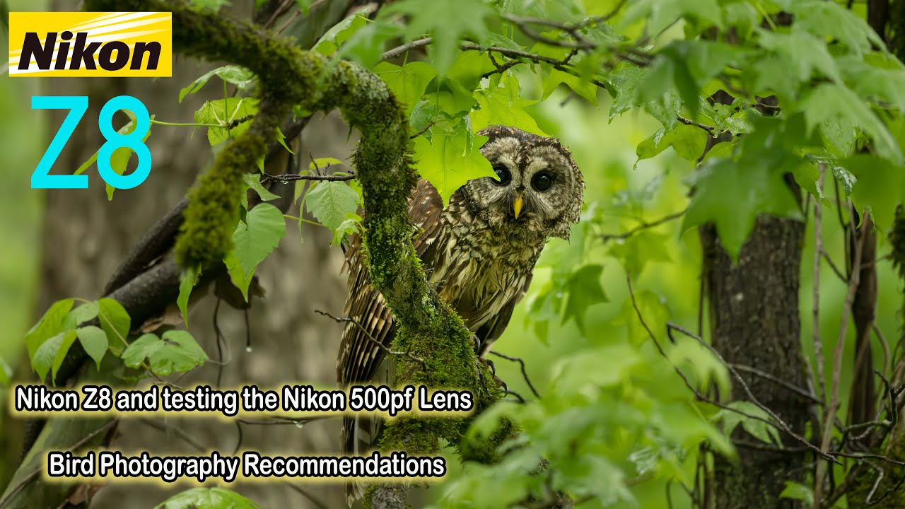 Nikon Z8 with the Nikon 500mm PF f/5.6e Lens for Bird Photography Recommendations