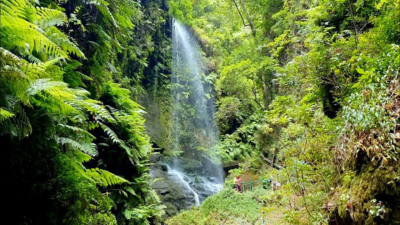 Los Tilos - La Palma