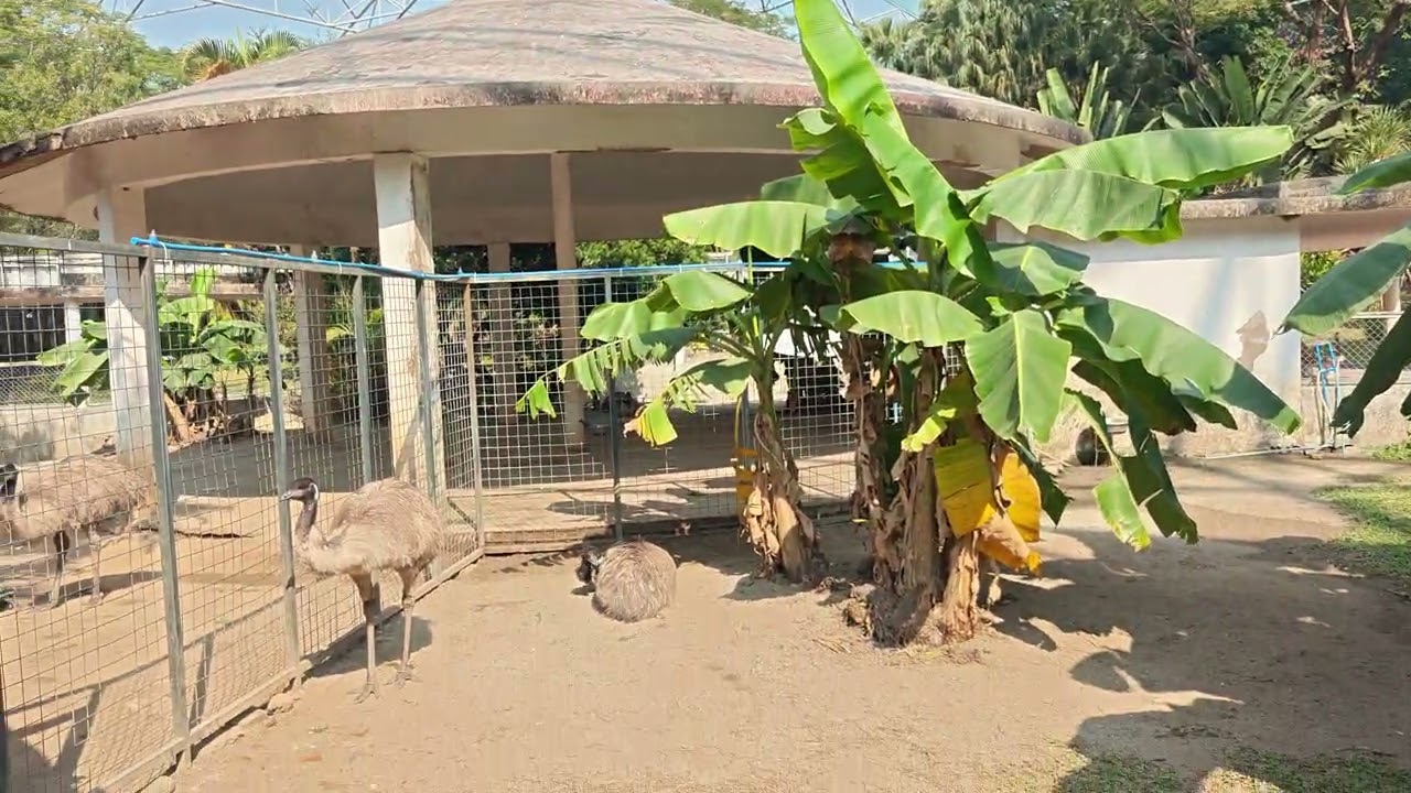 2026.01.15 Гуанчжоу, Guangzhou Zoo Amusement Park, открытый большой вольер