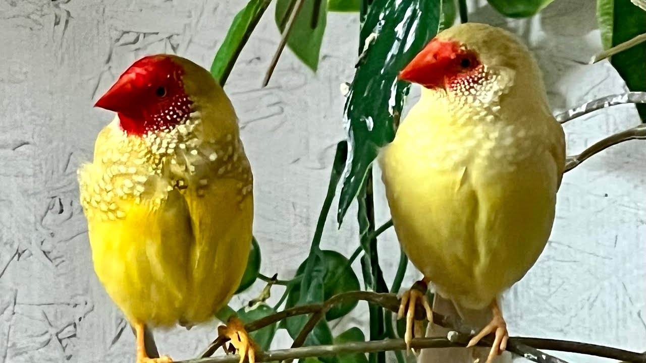 Success!! Star Finch Breeding