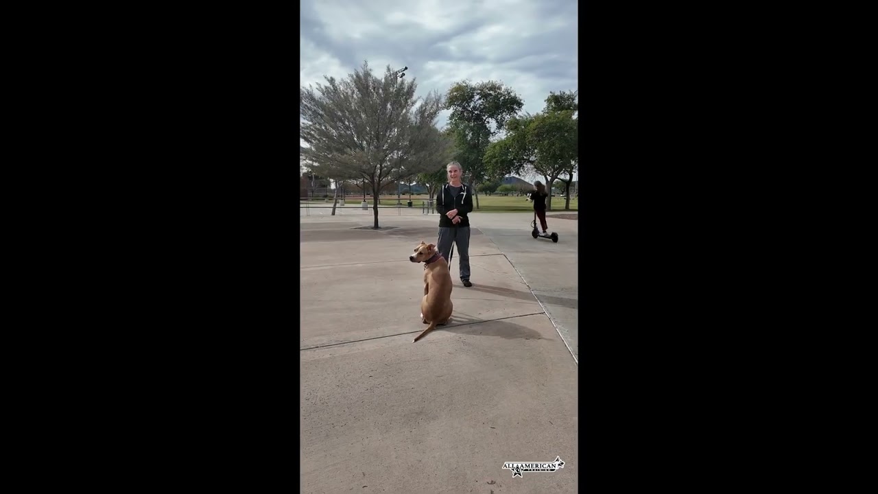 2 Week On Leash Board & Train I Obedience Dog Training Phoenix I Before & After I All-American. K-9