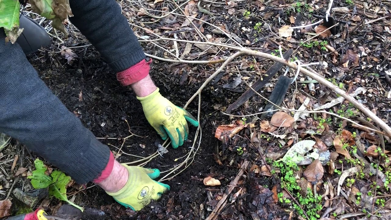 Layering Rhododendrons | How to propagate Rhododendrons by Ground Layering.