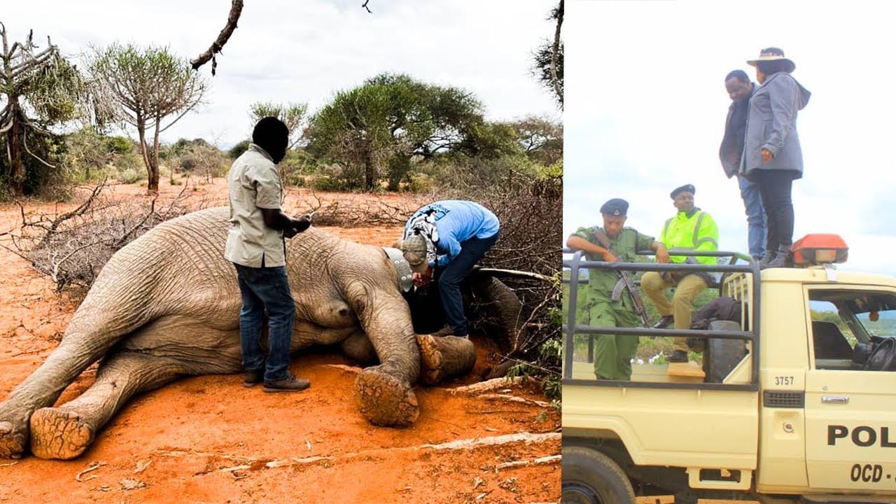 VIDEO:TAZAMA HELIKOPTA ILIVYOTUMIKA KUWAONDOA TEMBO WAKOROFI WARUDI HIFADHINI