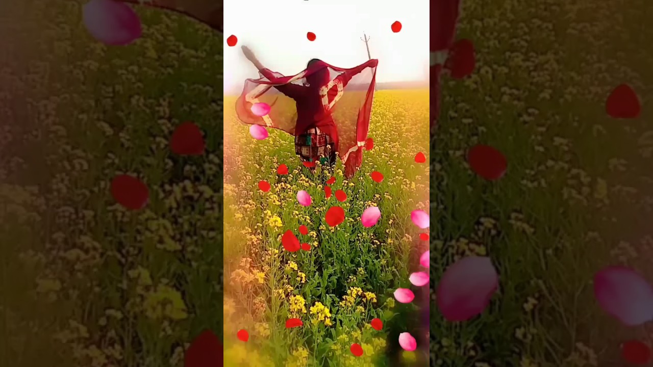 Sarson @##sarson ka khet#####