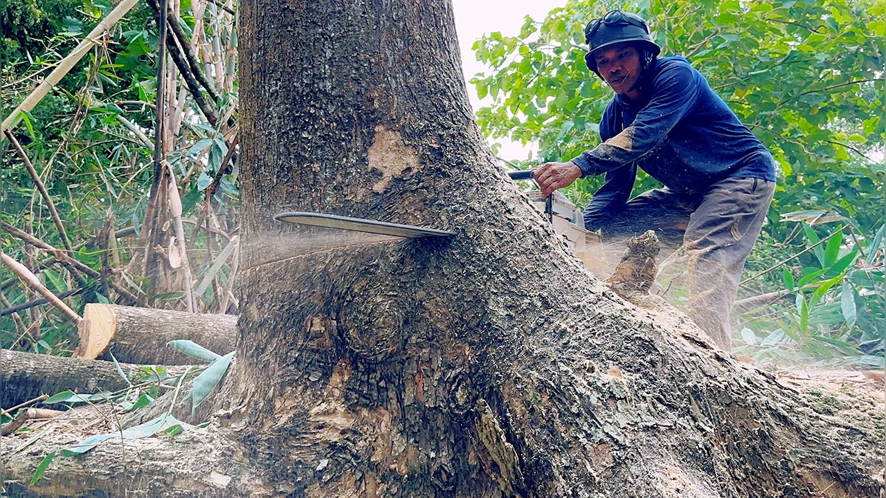 The Strongest Chainsaw Crashes... Cut down 2 tall-slippery trees ‼️