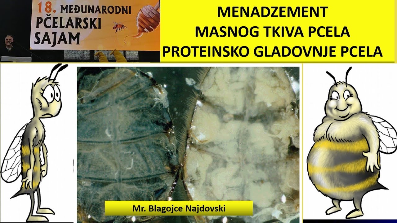 Menadzment Masnog Tkiva pcele Proteinsko Gladovanje Pcela Blagojce Najdovski