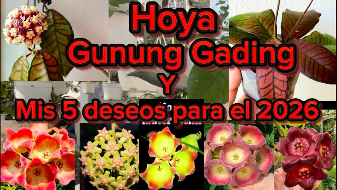 💚La  fascinante hoya Gunung Gading🤩Mis 5 deseos para 2026🥰💚