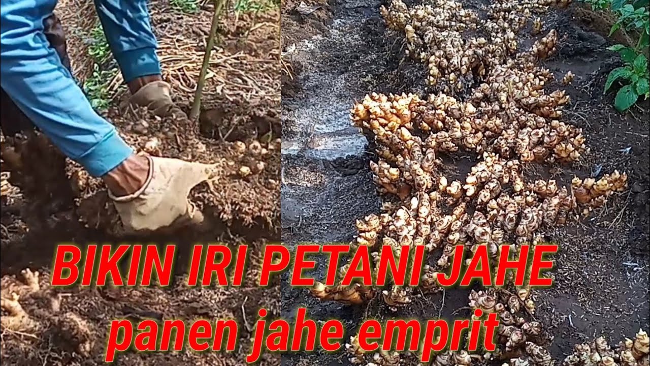 CARA budidaya jahe emprit 2022-2023