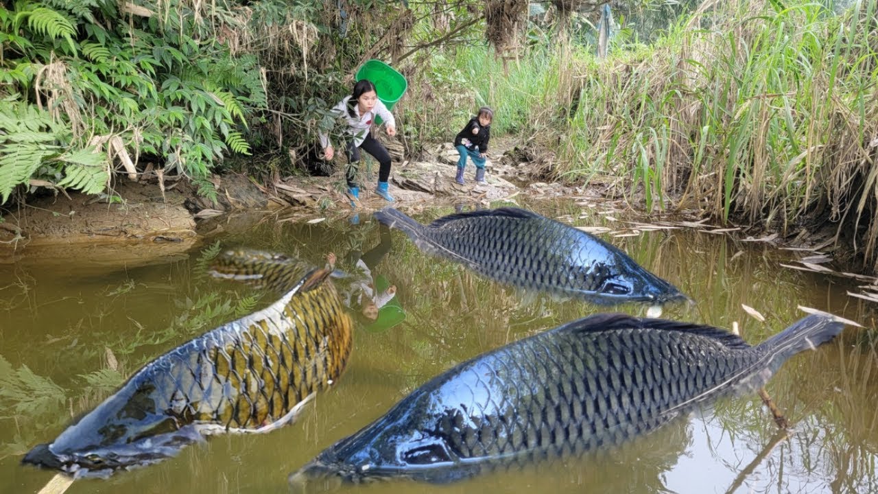 Meet giant fishes in wild water. The girl and her child caught many giant fish.fish catching skills