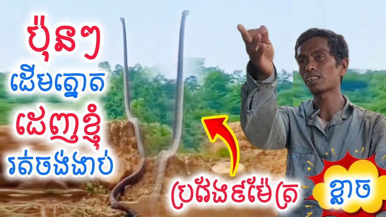 [២ប៉ុនៗដើមត្នោត] ស្តេចពស់ភ្នំខ្មោចប្រវែង៩ម៉ែត្រធំខ្លាំងដេញពួកខ្ញុំ៩នាក់រត់ចង់ងាប់!