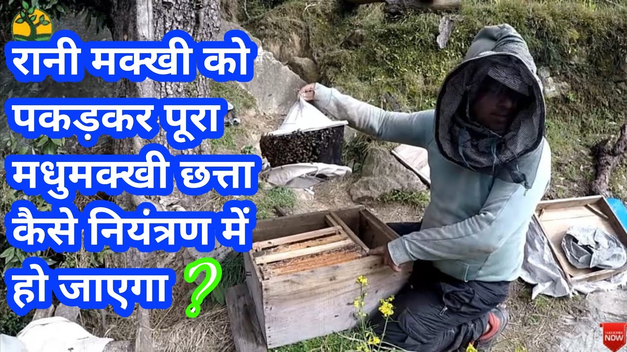 बक छूट के समय अगर हम मधुमक्खी की रानी को पकड़कर हम पूरे मधुमक्खी छते पर नियंत्रण कर सकते हैं