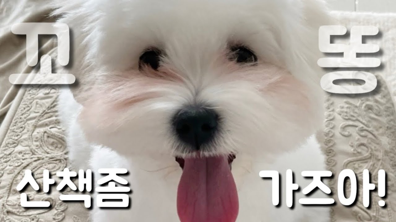 산책좀 가즈아!![꼬똥 드 툴레아]