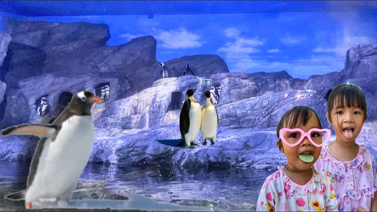 บริ้งค์ไบรท์ | ดูนกเพนกวิน เต่าทะเลที่ขั้วโลกเหนือ SEALIFE Bangkok Ocean World