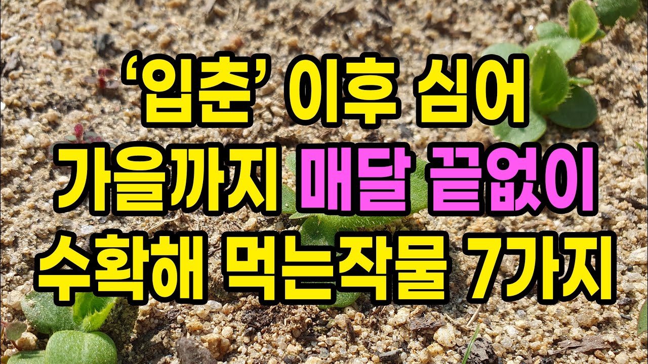 입춘 이후 심으면 가을까지 매달 끝도없이 수확해 먹을 수 있는 작물 7가지