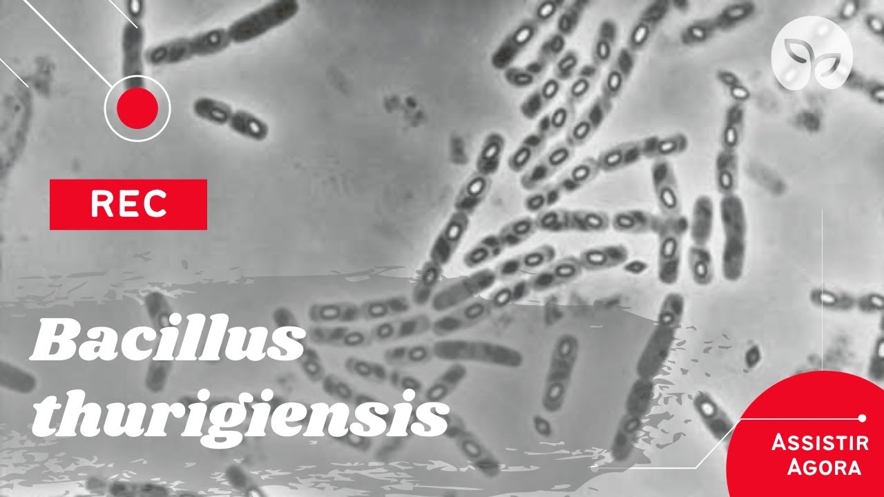 MANEJO ECOLÓGICO DE PRAGAS | Conheça o Bacillus thuringiensis