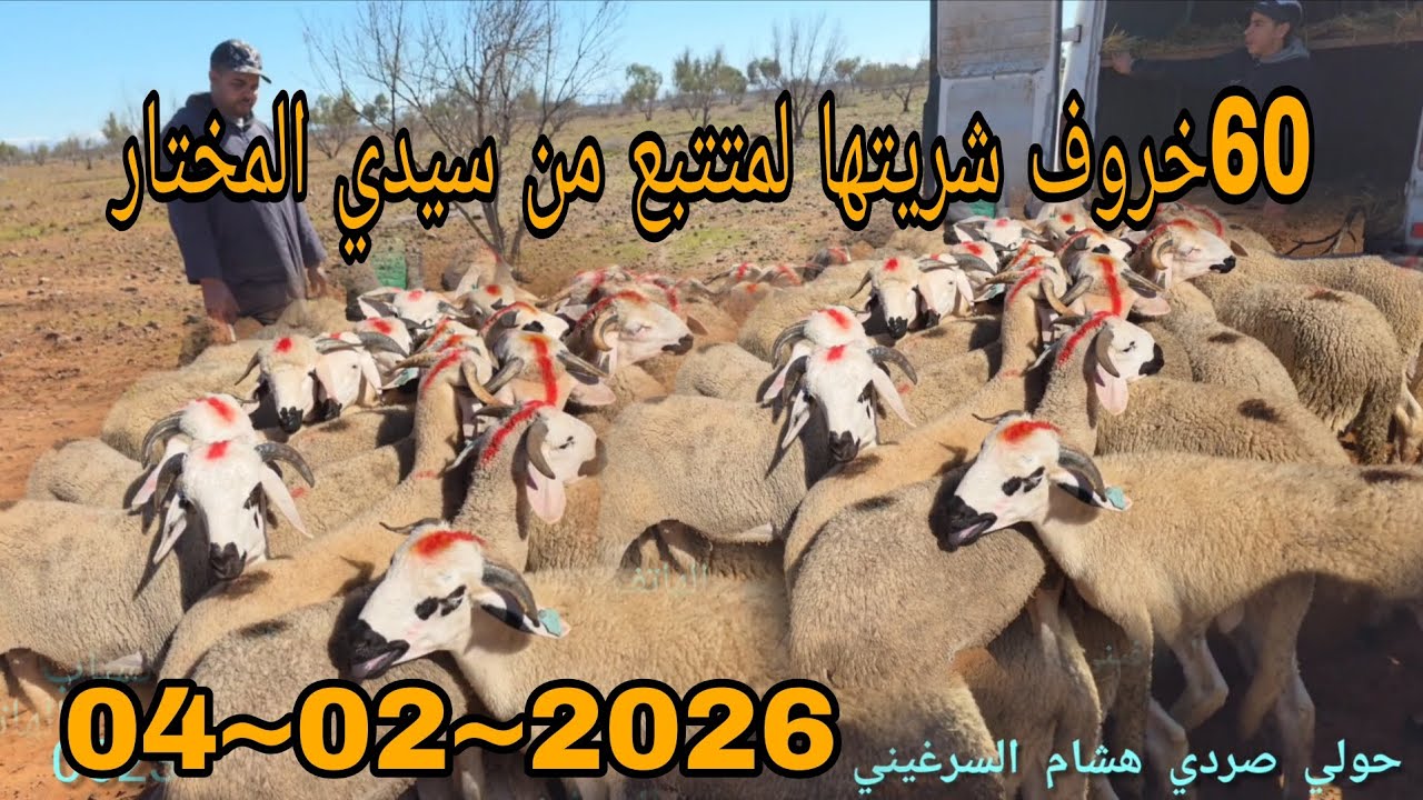بسم الله #60خروف شريتها لمتتبع من #سيدي #المختار 04\02\2026