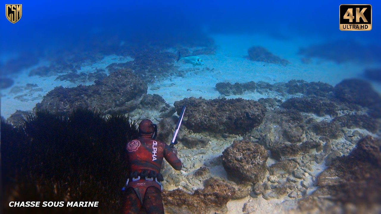 CHASSE SOUS MARINE Gros Denti Chasse petit fond P&ecirc;che sous-marine M&eacute;diterran&eacute;e