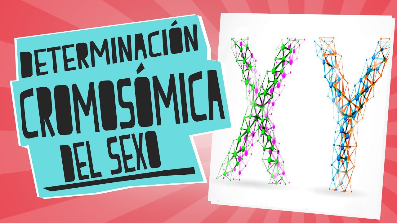 Determinación cromosómica del sexo: ¿XX o XY? - Biología - Educatina
