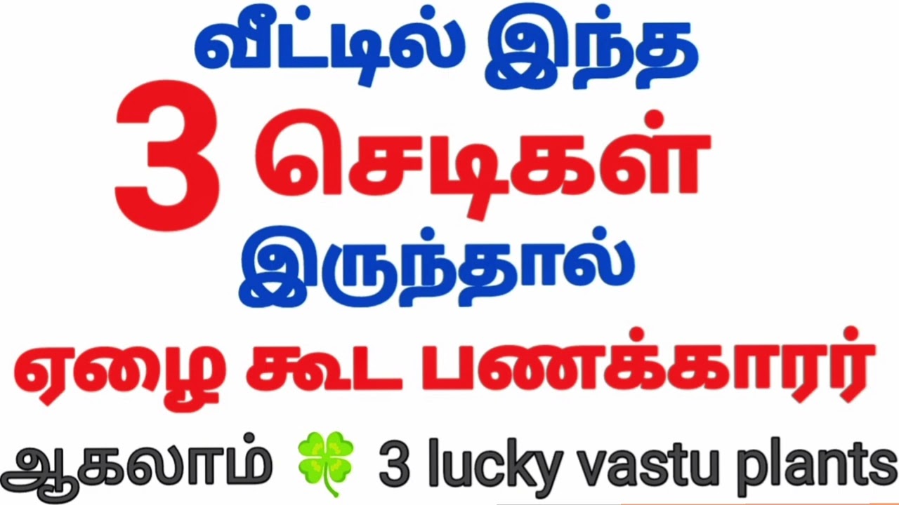💰🍀 இந்த  3   செடிகள்  கோடிஸ்வரர்  யோகம்  கொடுக்கும் 🍀 ஏழை கூட பணக்காரர் ஆகலாம் /Lucky Vastu Plants
