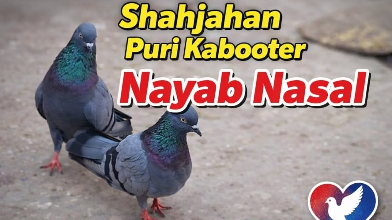 Shahjahan Puri Kabooter | Nayab Nasal Kabooter | Beautiful Pigeons Breeder Setup