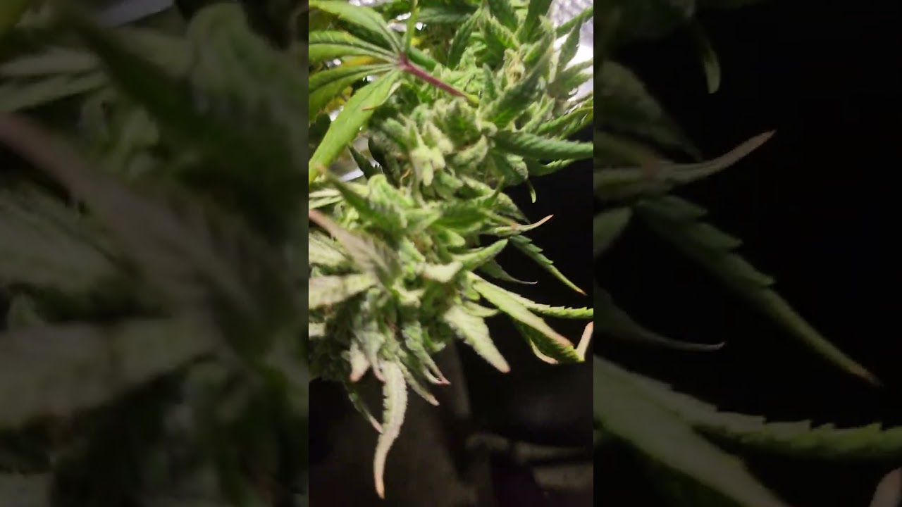 cherry pie ilgm (half of one plant)