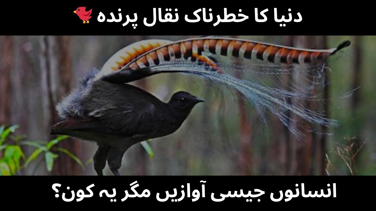 Lyrebird Explained in Urdu | Bird That Copies Human & Machine Sounds | Urdu and Hindi |