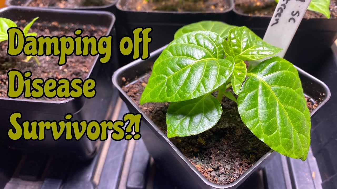 Damping Off Disease Survivors? | Hot Pepper Garden 2022