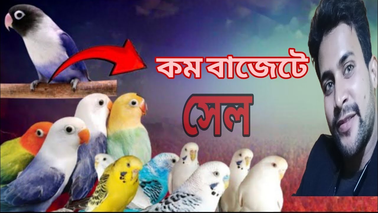 কম বাজেটে লাভ বার্ডস, বাজিগর,ডায়মন্ড ঘুঘু,এছাড়া হাই কোয়ালিটি লাভ বার্ডস সেল সেল।