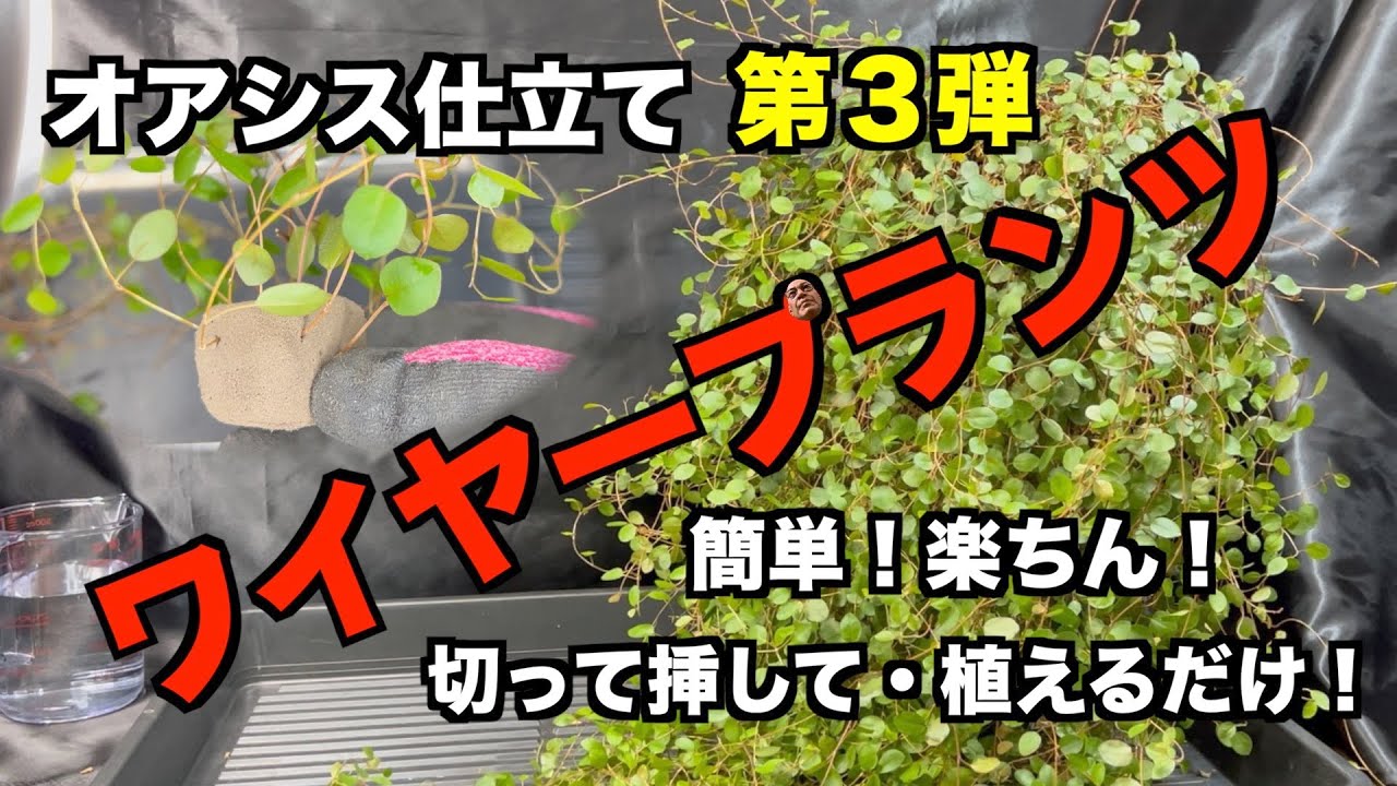 【ワイヤープランツ仕立て直し】実はこのワイヤープランツ・オアシスに挿して植えられてます！簡単！楽ちん！オアシス仕立て！