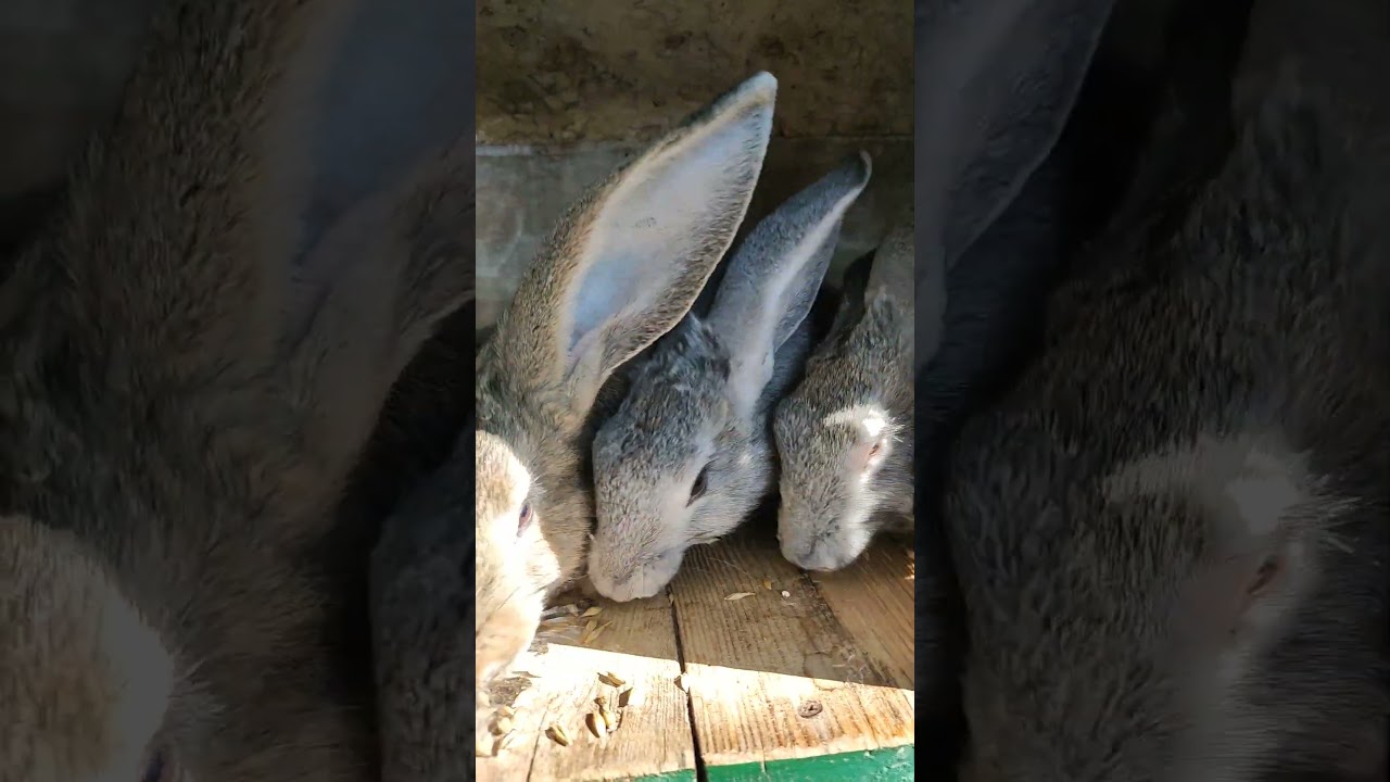 Rabbit Company