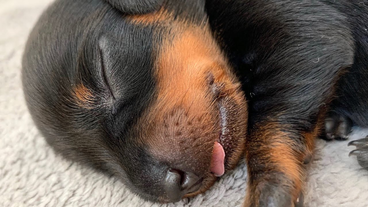 Dachshund puppies. Eat, sleep & grow.