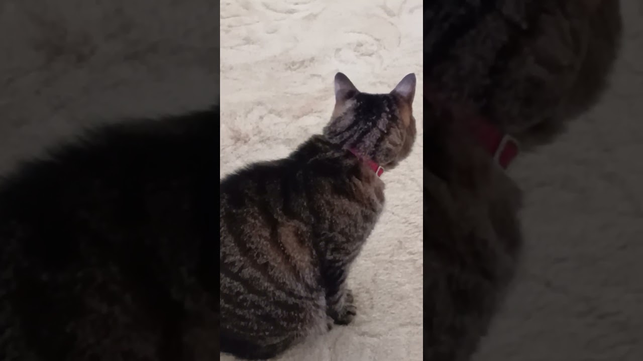 Figaro playing and nero watching .