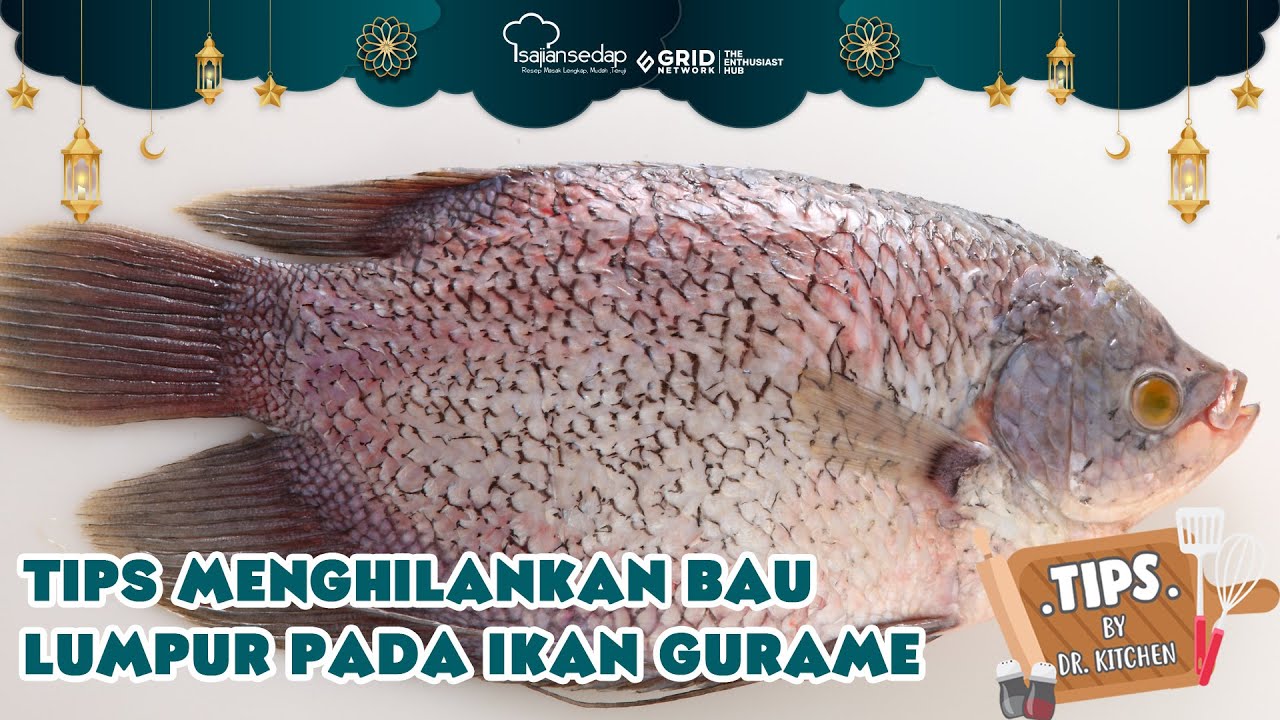 RAHASIA HILANGKAN BAU LUMPUR PADA IKAN GURAME