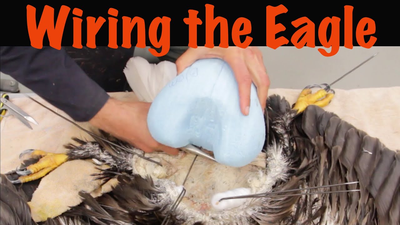 How to Wire a Large Bird... What gauge , low or high ?