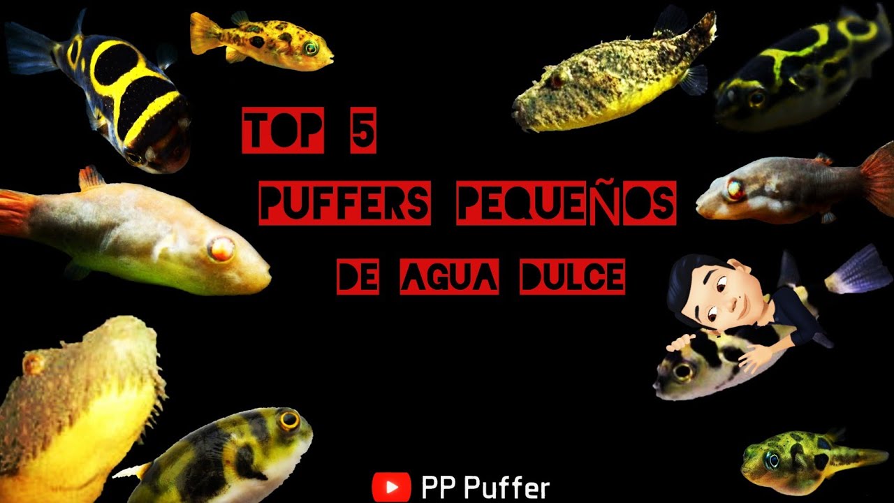 Top 5 Puffers Pequeños De Agua Dulce