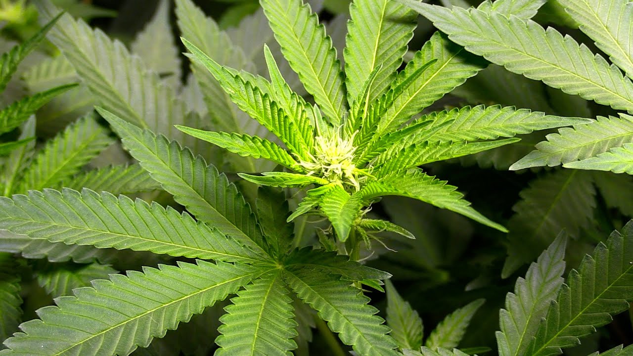 CANNABIS EARLY FLOWERING STAGE