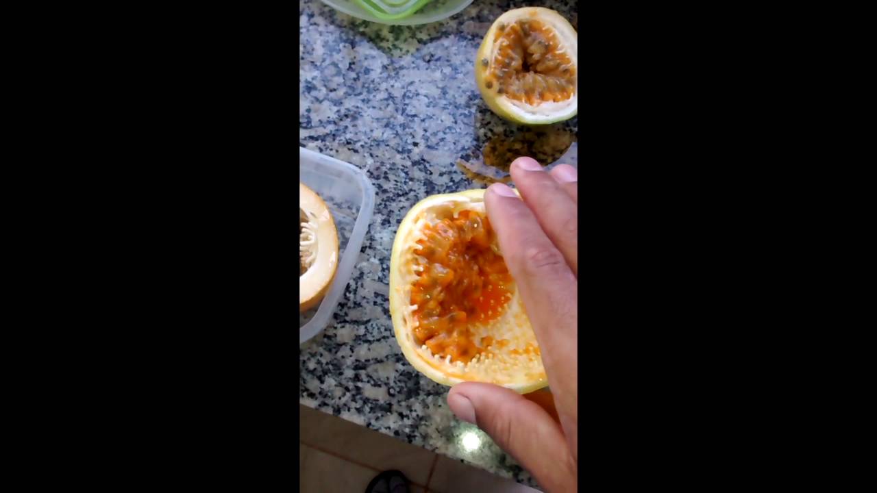 Cultivo caseiro de maracujá – A série: Introdução ao cultivo de Maracujá