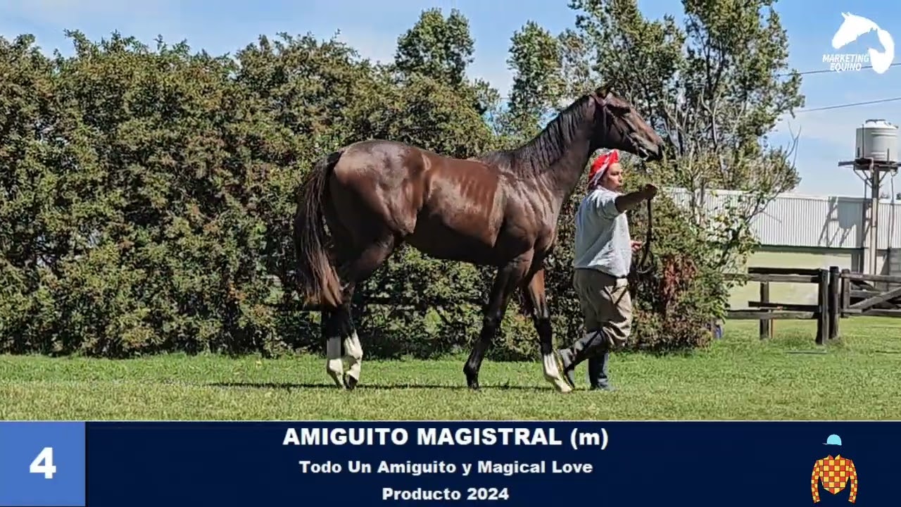 4- AMIGUITO MAGISTRAL