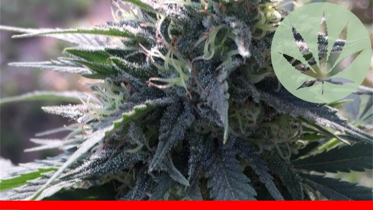 Y Griega - All About This Strain