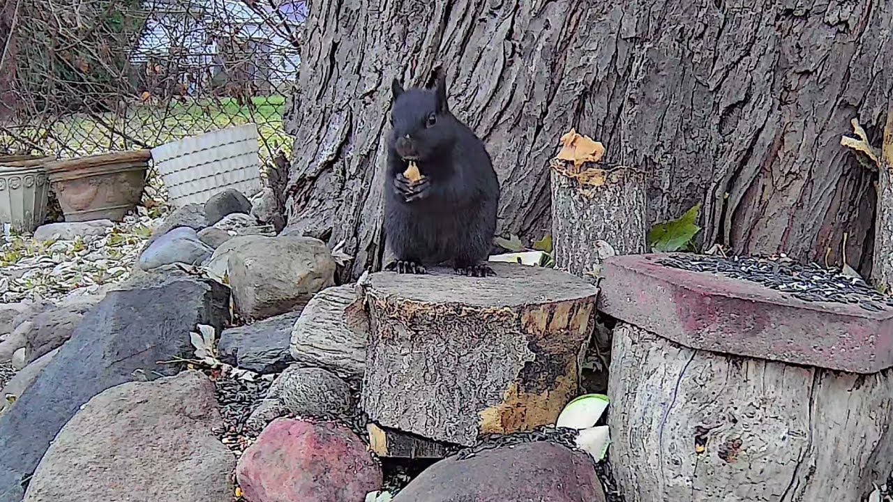 Good Time Squirrels & Birds At There Best