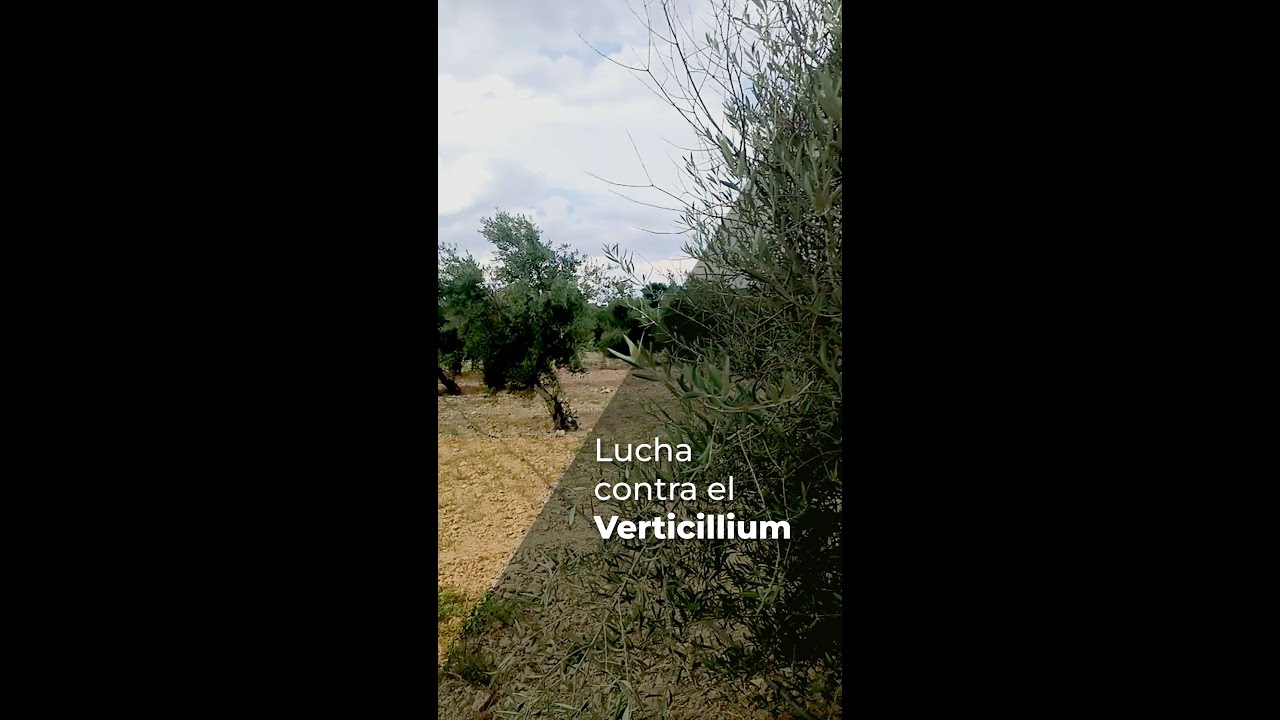 SIGUE LA LUCHA CONTRA EL VERTICILLIUM