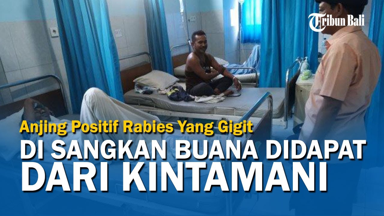 Anjing Positif Rabies Yang Gigit Warga di Sangkan Buana Didapat Dari Kintamani