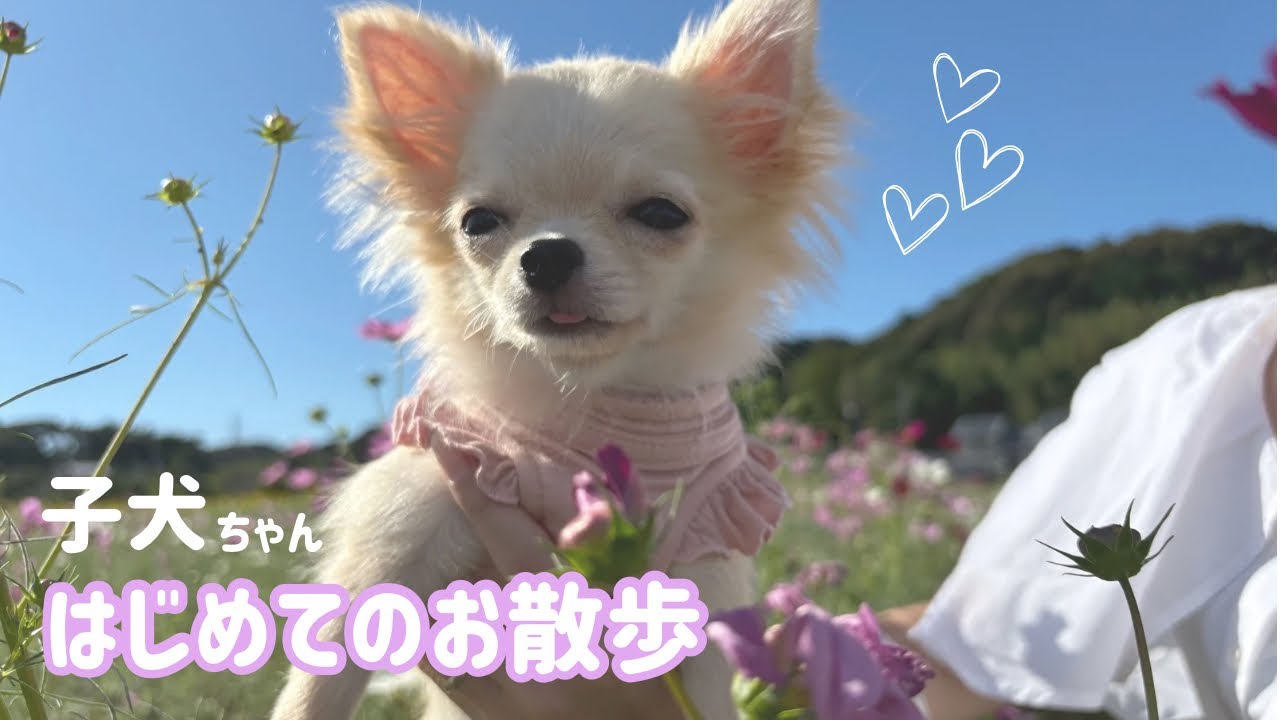 【お散歩デビュー】チワワの子犬ちゃんの大冒険🐶🌼