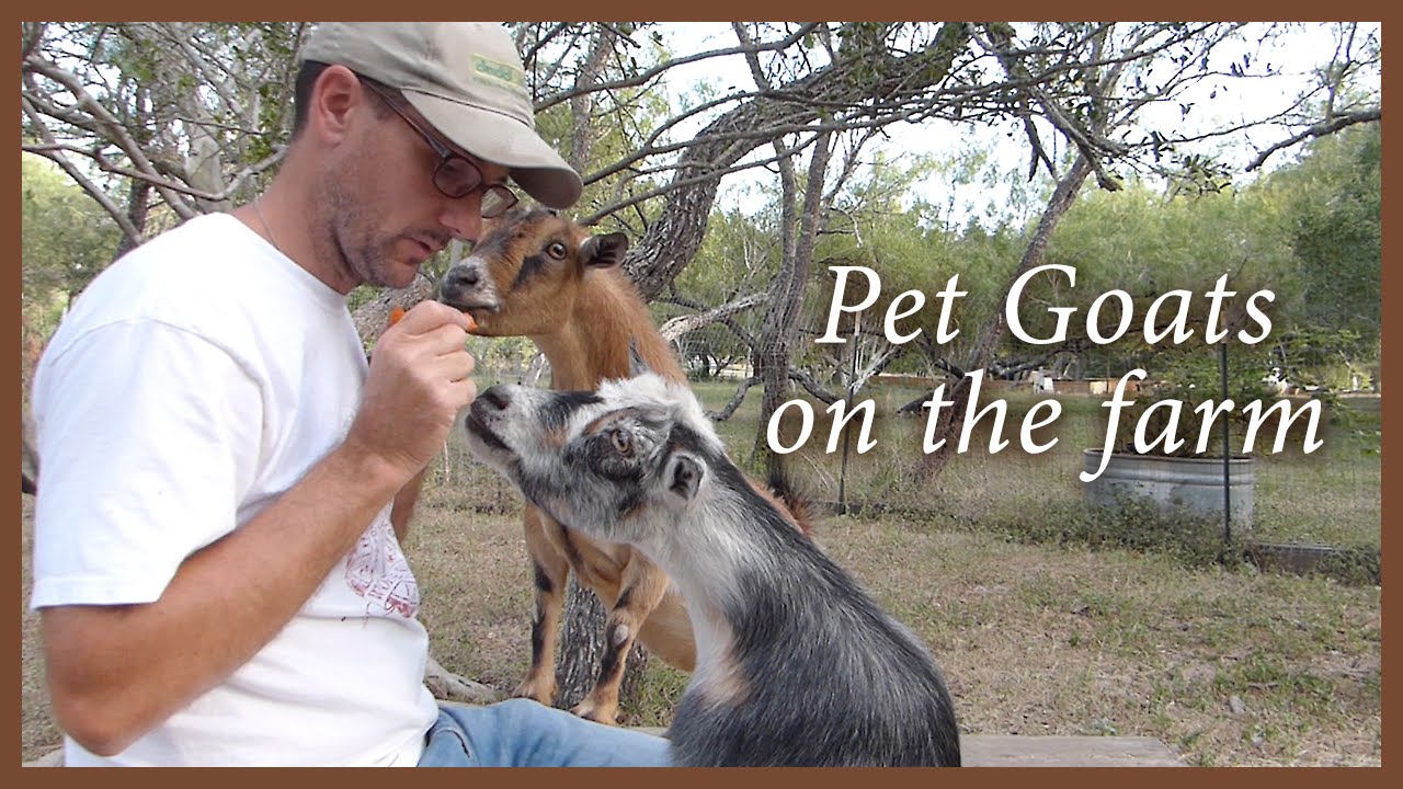 Pet Goats - Loving and Caring for our Pets