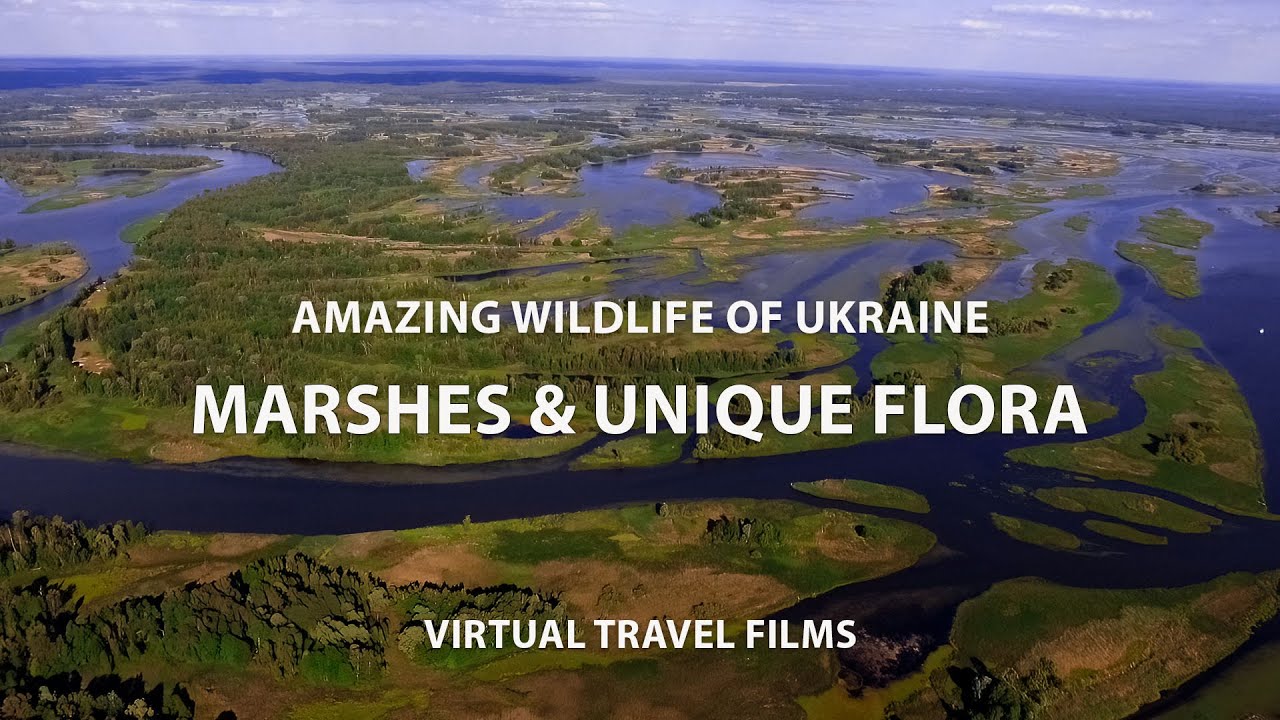 Ukraine: Amazing Wildlife of Swamps. Exploring Marshes & Unique Flora / Virtual Travel Films