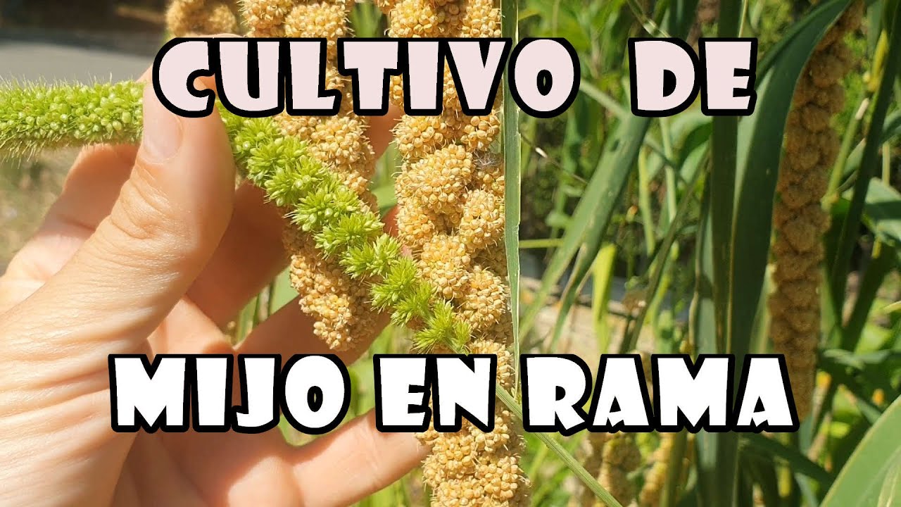 🌾Cultivo de mijo en rama o panizo para canarios,  ex&oacute;ticos y otras aves