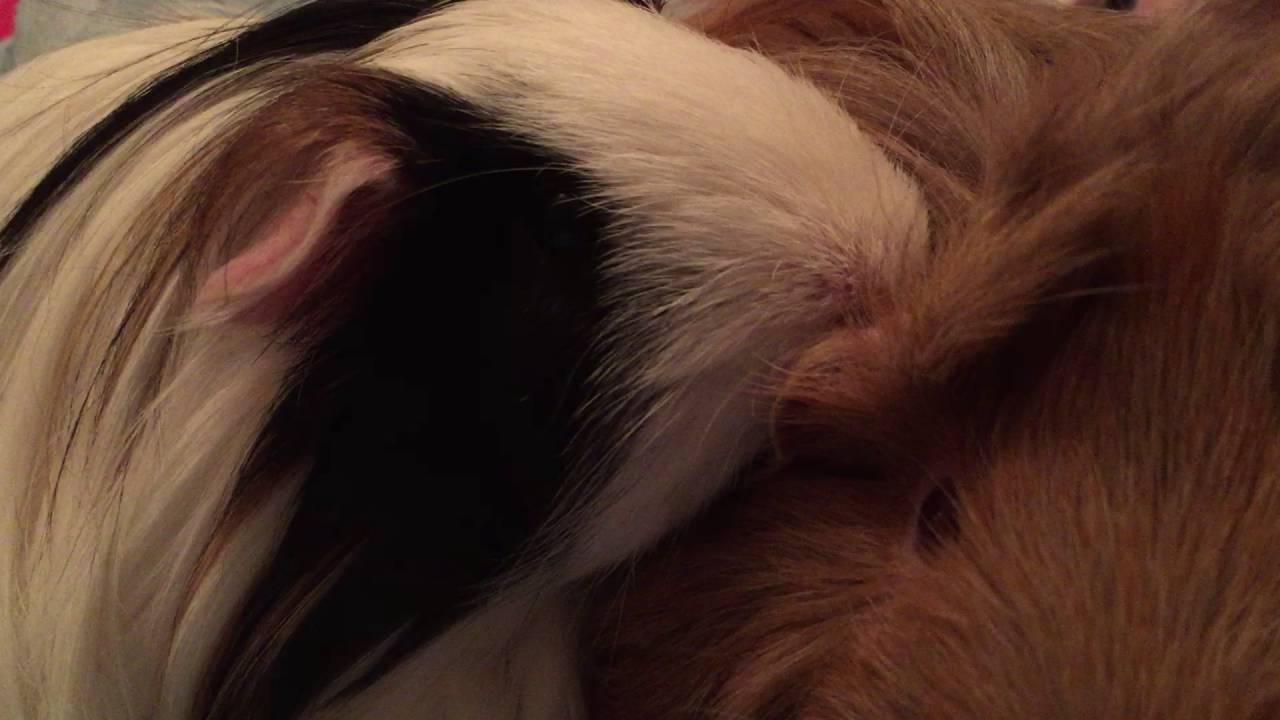 Teegan barbers & cleans Kinley's ear